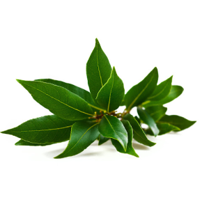 a green leaves on a white background