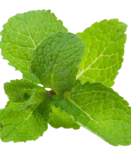 Menta